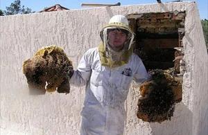 Phoenix Bee Removal employee holding removed comb